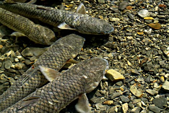 рыбы Крыма - Пиленгас